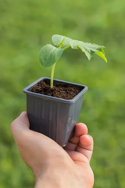 Komkommer zaailing in de handen van de landbouw, organische Tuinieren — Stockfoto