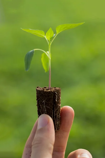 Plántulas de tomate en manos de la agricultura Jardinería ecológica —  Fotos de Stock