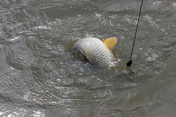 Apanhar o peixe. Luta de Carpas. Luta pela vida. Peixe na linha de pesca . — Fotografia de Stock