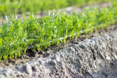 Havuç alanı, alan sığ derinliği kapatın