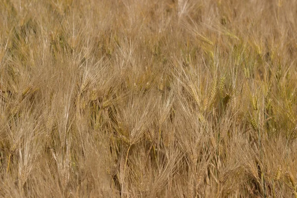 Weizenfeld, Gerstenfeld an sonnigen Tagen, geringe Schärfentiefe — Stockfoto