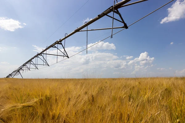Ladang gandum dan peralatan irigasi — Stok Foto