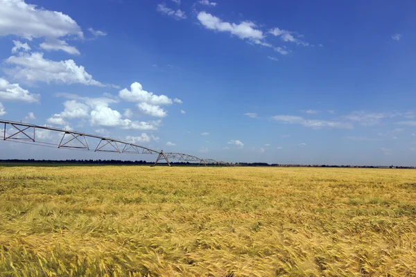 Ladang gandum dan peralatan irigasi — Stok Foto