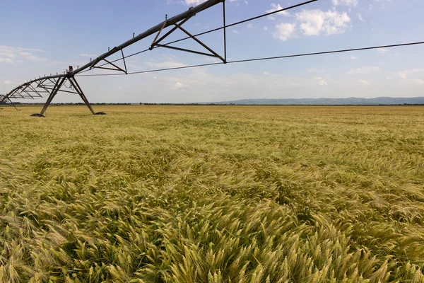 Ladang gandum dan peralatan irigasi — Stok Foto