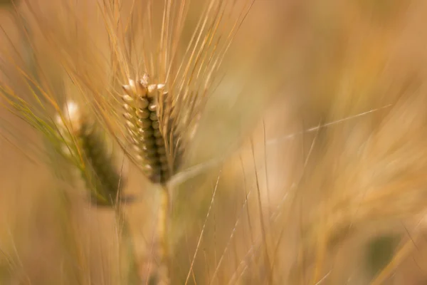 Campo de trigo, campo de cevada no dia ensolarado, profundidade rasa do campo — Fotografia de Stock