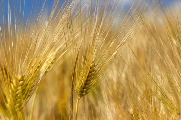 Weizenfeld, Gerstenfeld an sonnigen Tagen, geringe Schärfentiefe — Stockfoto