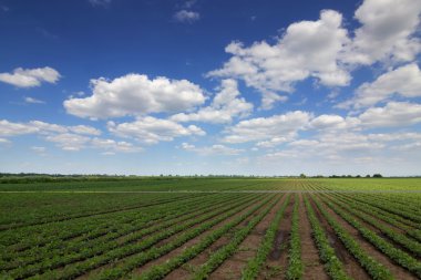 Satırları mavi gökyüzüne karşı yeşil soya fasulyesi. Soya alanları satır. Soya bitkileri ekili çiftçiler alandaki satırları