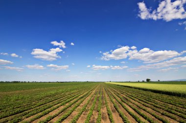 Rows of green soybeans against the blue sky. Soybean fields rows. Rows of soy plants in a cultivated farmers field clipart