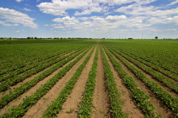 Linhas de soja verde contra o céu azul. Fileiras de campos de soja. Fileiras de plantas de soja em um campo de agricultores cultivados — Fotografia de Stock