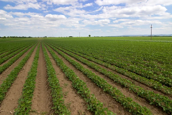 Linhas de soja verde contra o céu azul. Fileiras de campos de soja. Fileiras de plantas de soja em um campo de agricultores cultivados — Fotografia de Stock