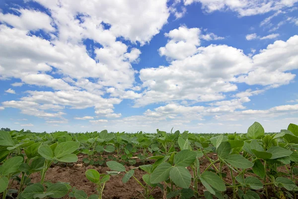 Gros plan sur les plants de soja vert Rangées de plants de soja dans un champ cultivé — Photo