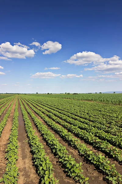Reihen grüner Sojabohnen gegen den blauen Himmel. Sojabohnenfelder reihen sich an. Reihen von Sojapflanzen auf einem bewirtschafteten Feld — Stockfoto