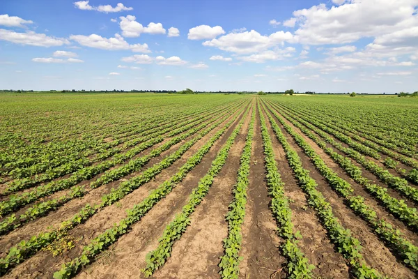 Linhas de soja verde contra o céu azul. Fileiras de campos de soja. Fileiras de plantas de soja em um campo de agricultores cultivados — Fotografia de Stock