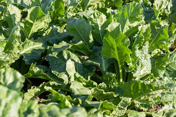 Sugar beet crops field, agricultural landscape — Stock Photo, Image