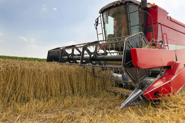 Combine colheitadeira colheita de trigo. Colheita de grãos combinar. Combine a colheita de trigo. Campo de trigo céu azul . — Fotografia de Stock