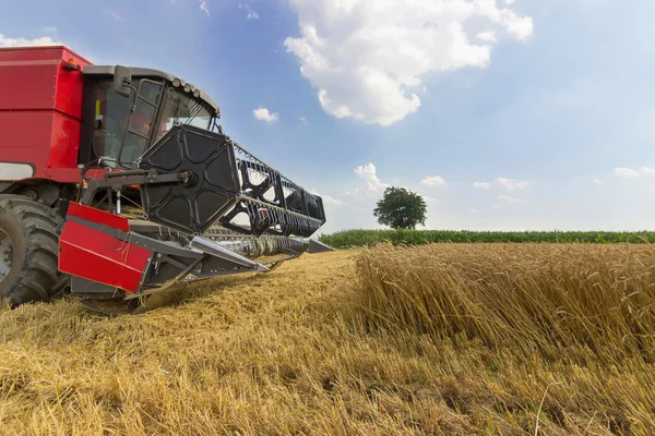 コンバインハーベ スター小麦を収穫します。穀物収穫を組み合わせる。小麦の収穫を組み合わせます。小麦のフィールドの青い空. — ストック写真