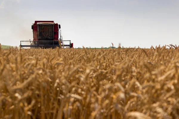 Menggabungkan pemanen gandum. Pemanenan biji-bijian digabungkan. Menggabungkan panen gandum. Langit biru padang rumput . — Stok Foto