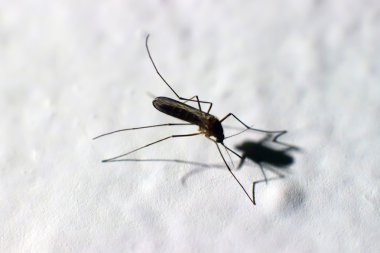 Zica virüs, aedes aegypti Sivrisinek, Dang, chikungunya ateş, microcephalycloseup Aedes aegypti sivrisinek. Seçici odak ve sığ derinlik-in tarla