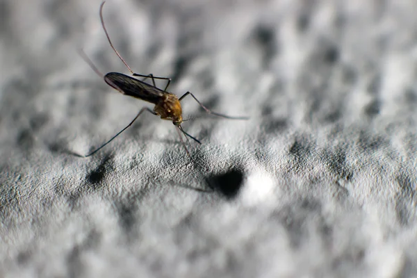 Zica wirusa, aedes aegypti komara, denga, gorączka chikungunya, Mikrocefalia zbliżenie komara Aedes aegypti. — Zdjęcie stockowe