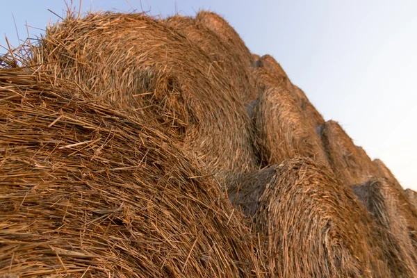 Straw bales on farmland. Bale of straw. Straw bales. Selective focus  Straw bales stacked on the pile — Stock Photo, Image
