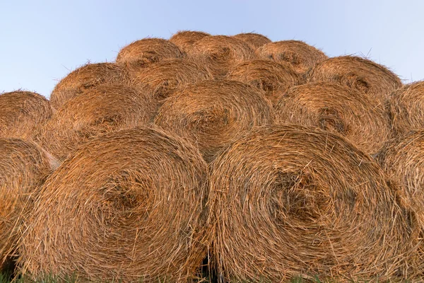 Straw bales on farmland. Bale of straw. Straw bales. Selective focus  Straw bales stacked on the pile — Stock Photo, Image