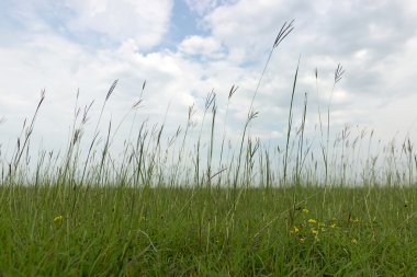 Yaz aylarında doğal çayır. Yeşil çayır, yaz çayır