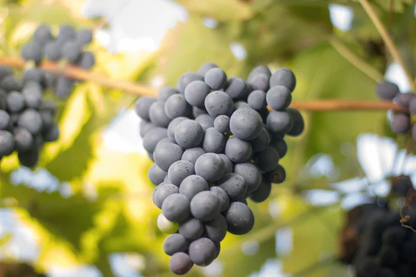 Racimos de uvas de vino tinto que crecen en campos italianos. Vista de cerca de la uva de vino tinto fresco. racimos de uvas de vino tinto colgando del vino en el sol de la tarde. Uva roja madura . — Foto de Stock