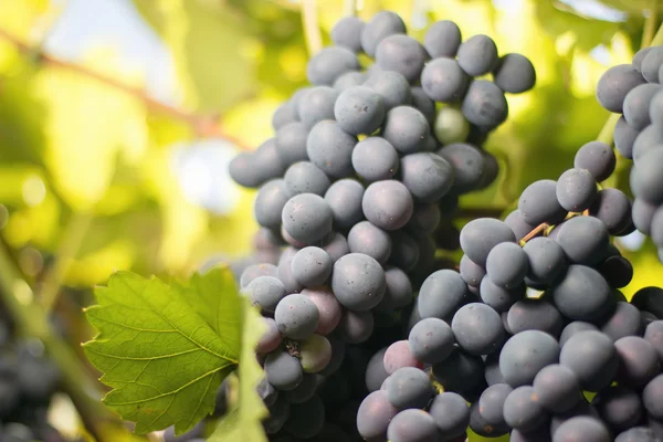 Racimos de uvas de vino tinto que crecen en campos italianos. Vista de cerca de la uva de vino tinto fresco. racimos de uvas de vino tinto colgando del vino en el sol de la tarde. Uva roja madura . — Foto de Stock