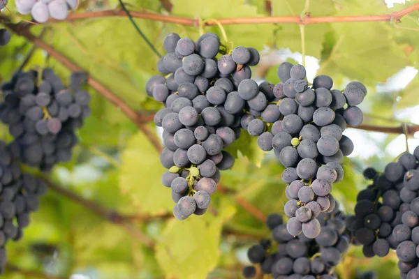 Racimos de uvas de vino tinto que crecen en campos italianos. Vista de cerca de la uva de vino tinto fresco. racimos de uvas de vino tinto colgando del vino en el sol de la tarde. Uva roja madura . — Foto de Stock