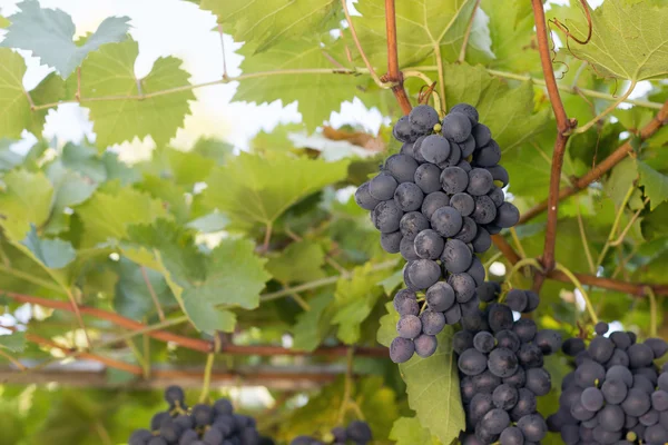 Racimos de uvas de vino tinto que crecen en campos italianos. Vista de cerca de la uva de vino tinto fresco. racimos de uvas de vino tinto colgando del vino en el sol de la tarde. Uva roja madura . — Foto de Stock