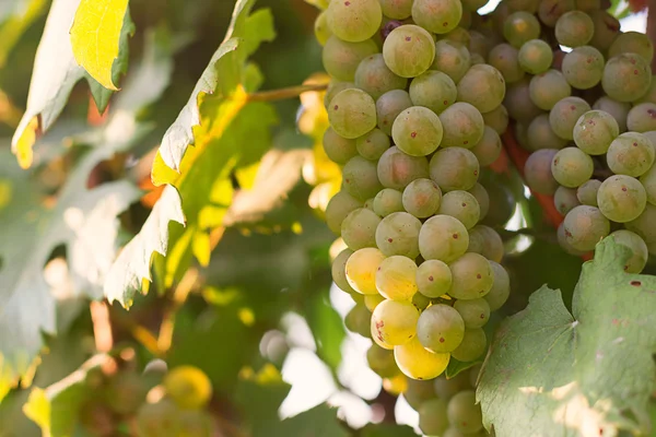 Racimos de uvas de vino verde que crecen en viñedo. Vista de cerca de la uva de vino verde fresco. Manojos de uvas de vino verde colgando del vino bajo el sol de la tarde. Uva verde madura . — Foto de Stock