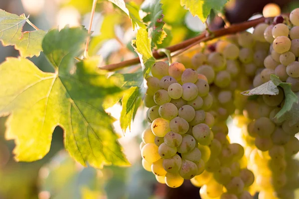 Racimos de uvas de vino verde que crecen en viñedo. Vista de cerca de la uva de vino verde fresco. Manojos de uvas de vino verde colgando del vino bajo el sol de la tarde. Uva verde madura . — Foto de Stock