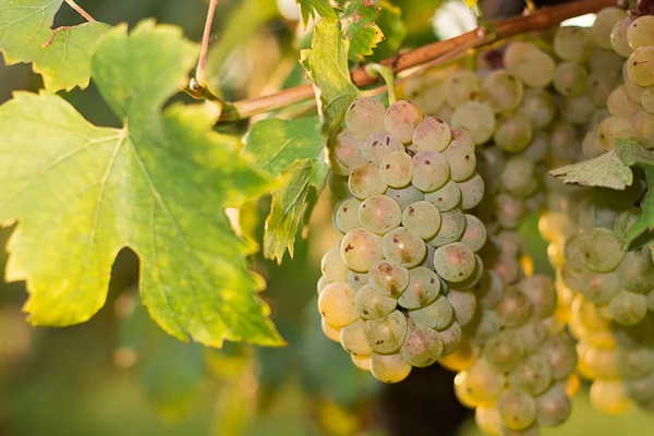 Racimos de uvas de vino verde que crecen en viñedo. Vista de cerca de la uva de vino verde fresco. Manojos de uvas de vino verde colgando del vino bajo el sol de la tarde. Uva verde madura . — Foto de Stock