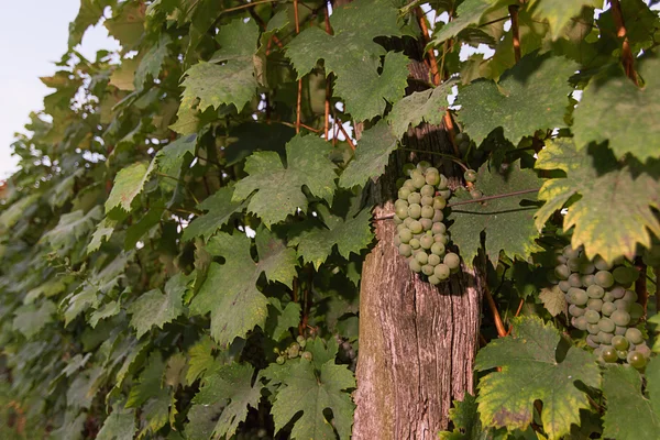 Racimos de uvas de vino verde que crecen en viñedo. Vista de cerca de la uva de vino verde fresco. Manojos de uvas de vino verde colgando del vino bajo el sol de la tarde. Uva verde madura . — Foto de Stock