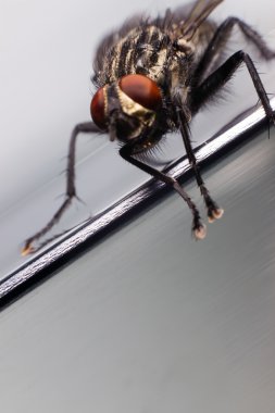 Bir sinek yakın çekim. Ortak ev sineği.