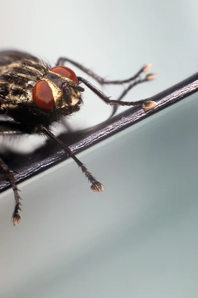 Крупный план мухи. Обыкновенная муха . — стоковое фото