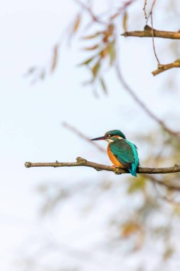 Kingfisher (Alcedo at this) Bir dalda oturan Kingfisher Bird
