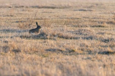 Avrupa Kahverengi Tavşanı (Lepus europeaus) bahar mevsiminde saklanır