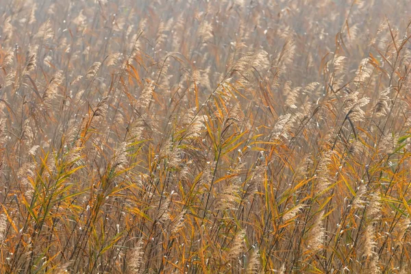 Kontekst Trzciny Cukrowej Trzciny Cukrowej Phragmites Australis — Zdjęcie stockowe