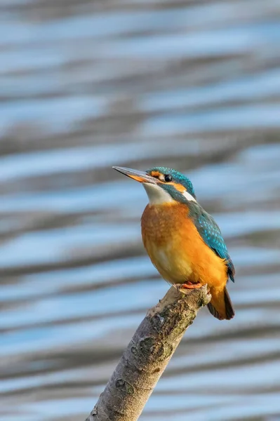 Pájaro Pescador Común Alcedo Atthis Pájaro Pescador Real Sentado Una —  Fotos de Stock