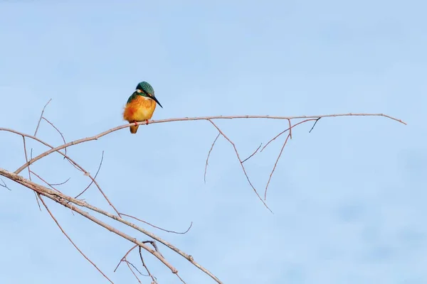 Rybář Královský Alcedo Atthis Pták Královský Sedící Větvi — Stock fotografie