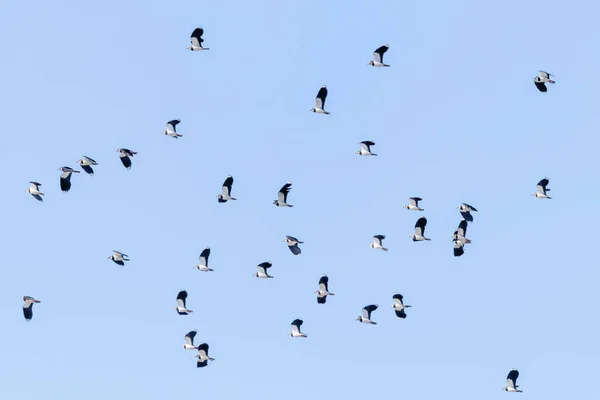 Northern Lapwing Flock Flight Vanellus Vanellus Sunset — Stock Photo, Image