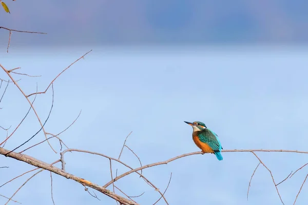 Pájaro Pescador Común Alcedo Atthis Pájaro Pescador Real Sentado Una —  Fotos de Stock