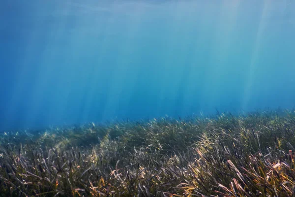 带海藻的水下背景 — 图库照片