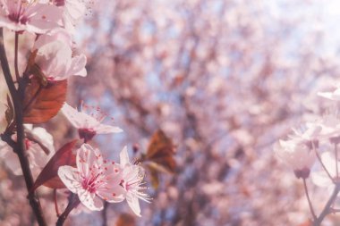 Bahar kiraz çiçekleri arka plan, çiçek açan kiraz. Yakın plan.