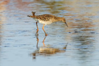 Ruff su kuşu (Philomachus pugnax) Suda yakut
