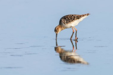 Ruff su kuşu (Philomachus pugnax) Suda yakut