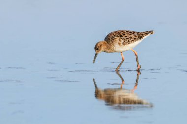 Ruff su kuşu (Philomachus pugnax) Suda yakut