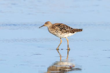Ruff su kuşu (Philomachus pugnax) Suda yakut