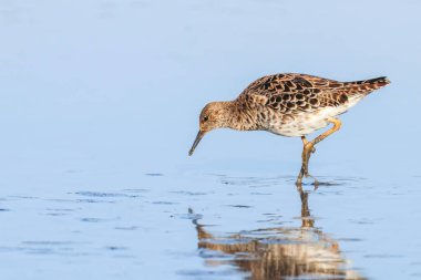 Ruff su kuşu (Philomachus pugnax) Suda yakut